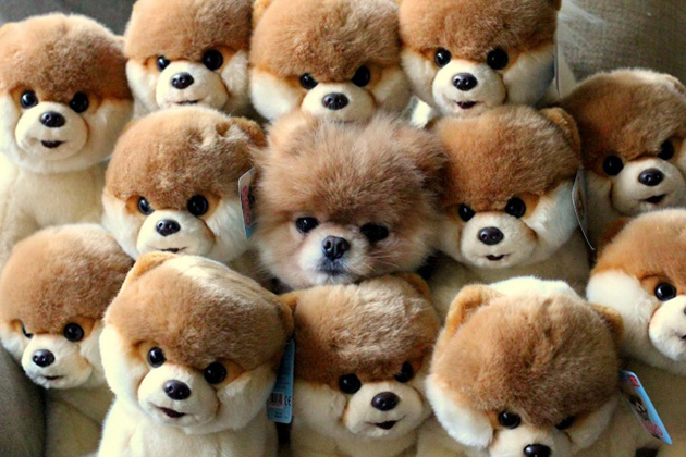 animal camouflage