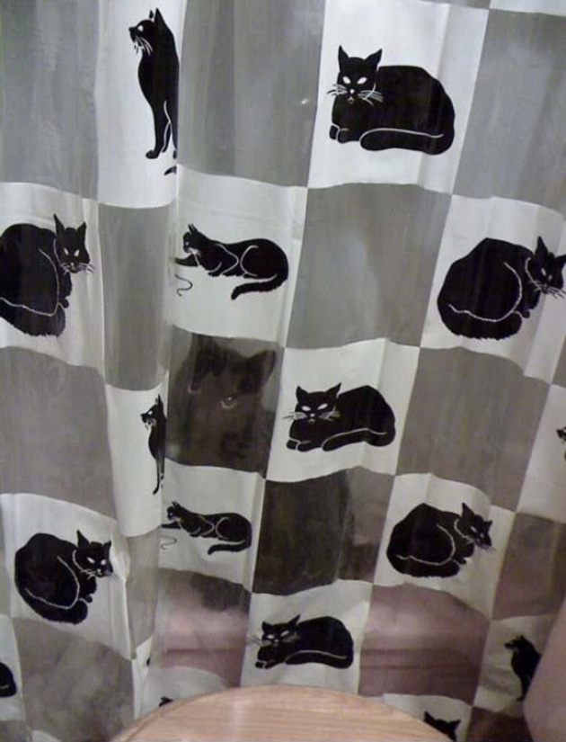 animals camouflage masters of disguise