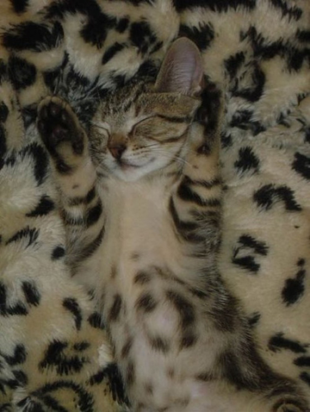 animals camouflage masters of disguise