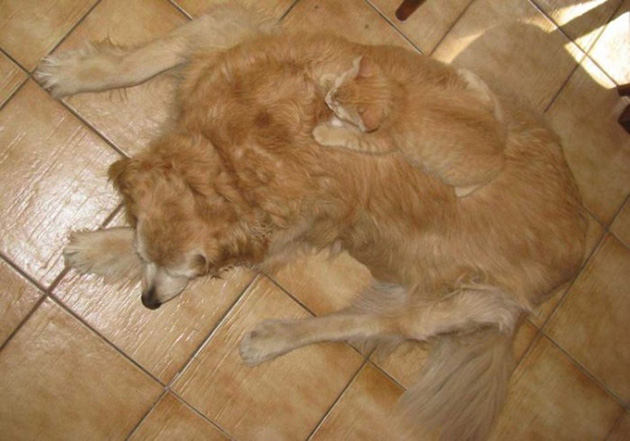 animals camouflage masters of disguise