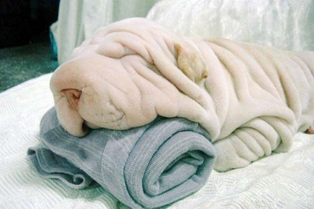 animals camouflage masters of disguise