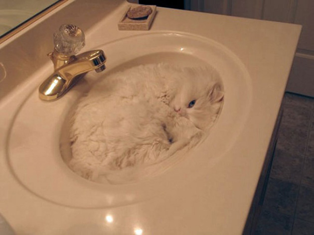 animals camouflage masters of disguise