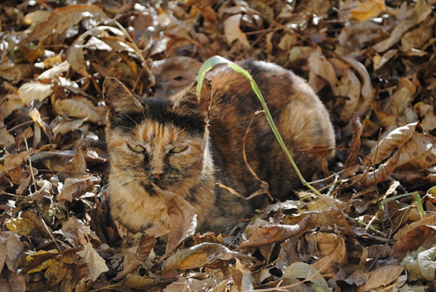 animals camouflage masters of disguise