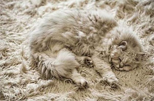 animals camouflage masters of disguise