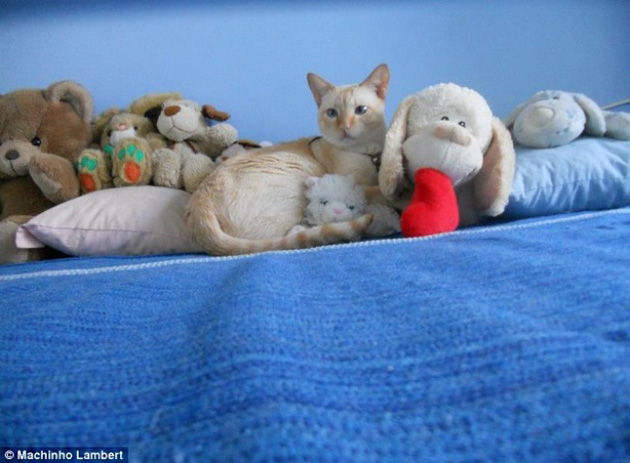 animals camouflage masters of disguise