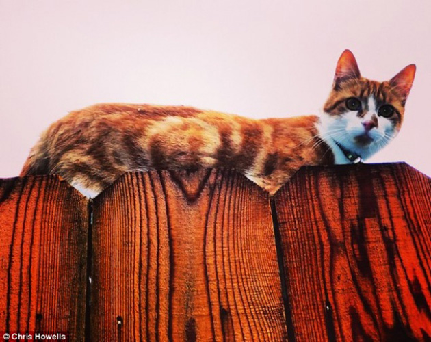 animals camouflage masters of disguise