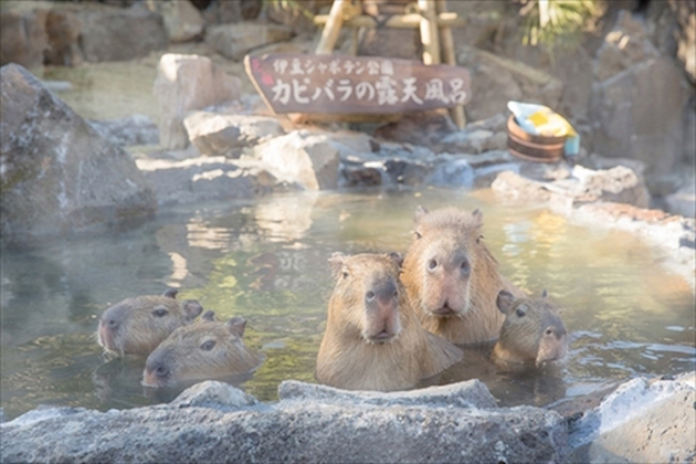 capybaras2