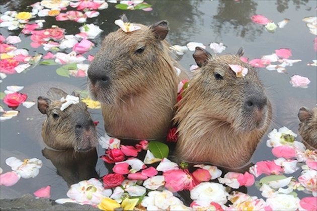 capybaras3