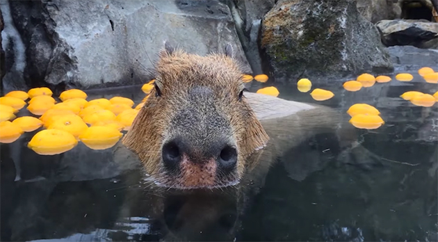 capybaras4