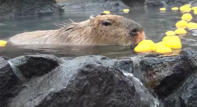 capybaras5