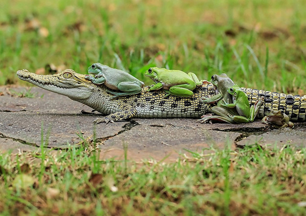 crocodile-frogs-1