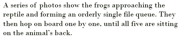 crocodile-frogs-12