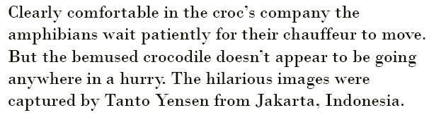 crocodile-frogs-13