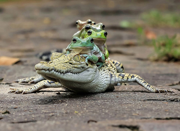 crocodile-frogs-2