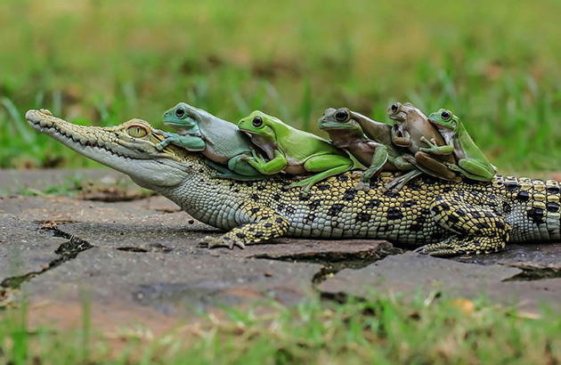 crocodile-frogs-3