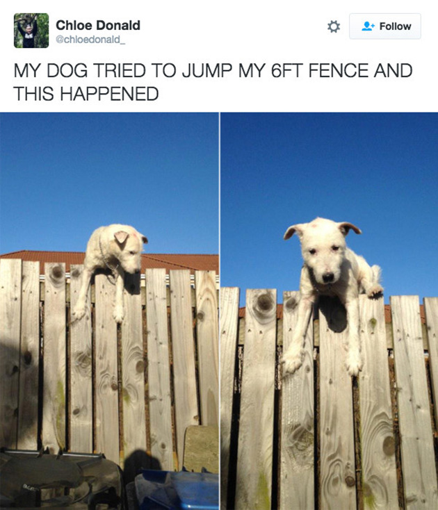 doggos-failed