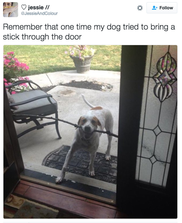 doggos-failed