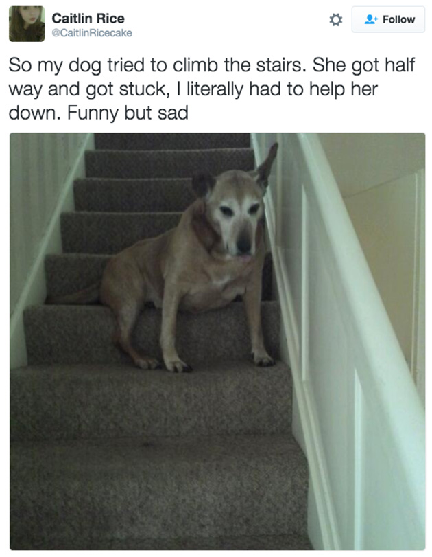 doggos-failed