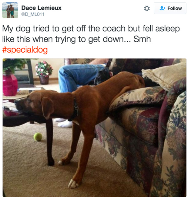 doggos-failed