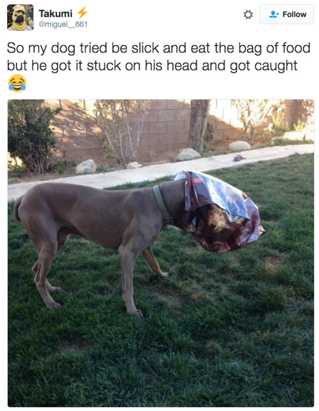 doggos-failed