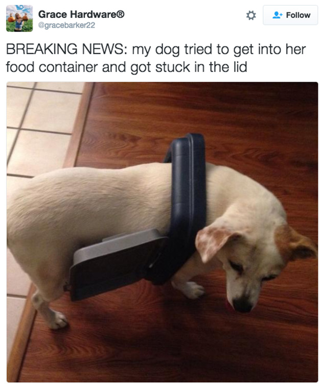 doggos-failed