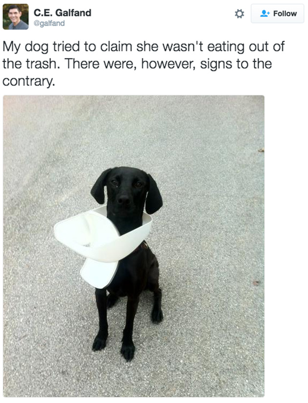 doggos-failed
