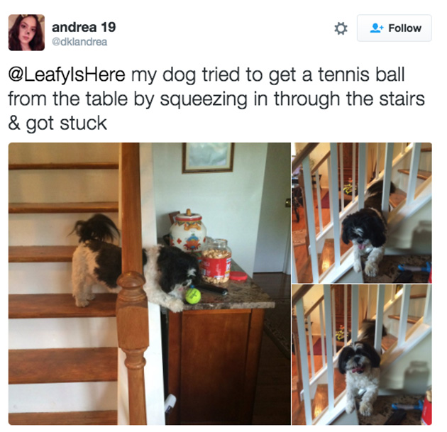 doggos-failed