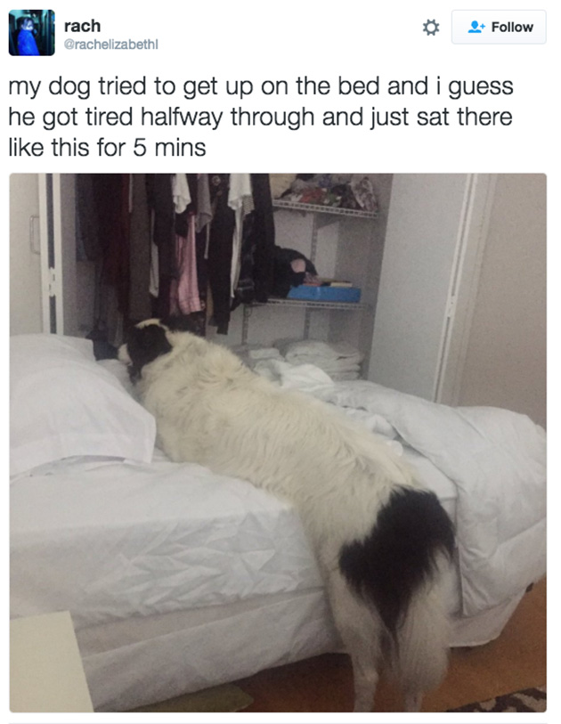 doggos-failed