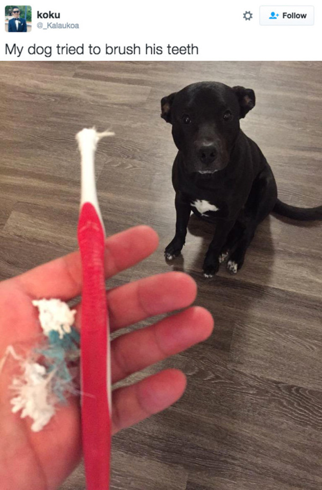 doggos-failed