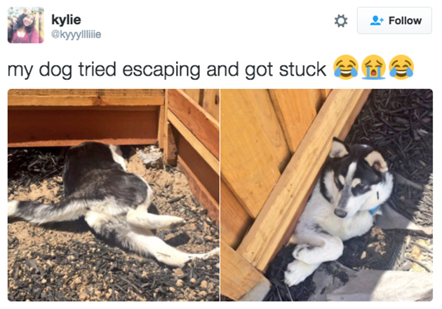 doggos-failed