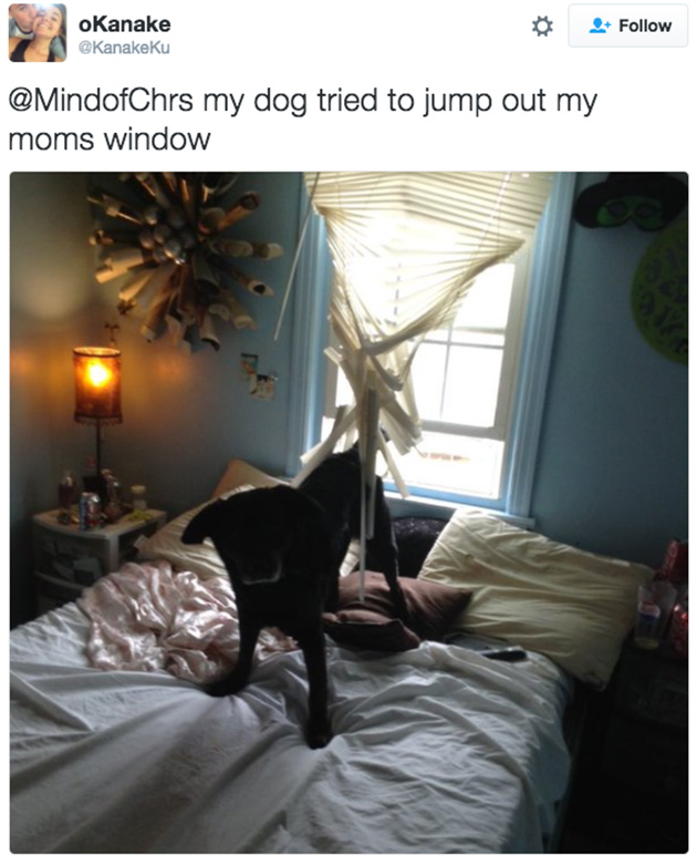 doggos-failed