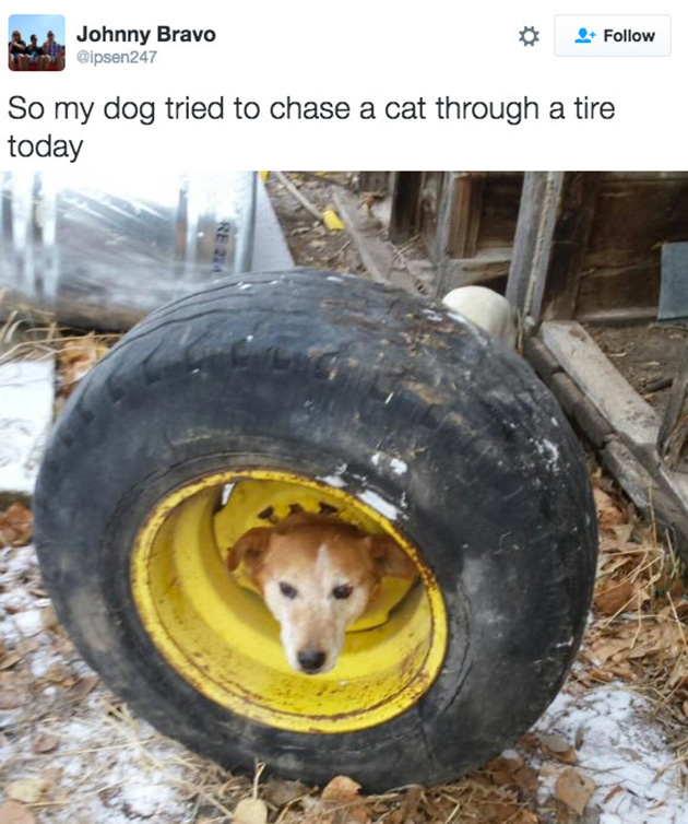 doggos-failed