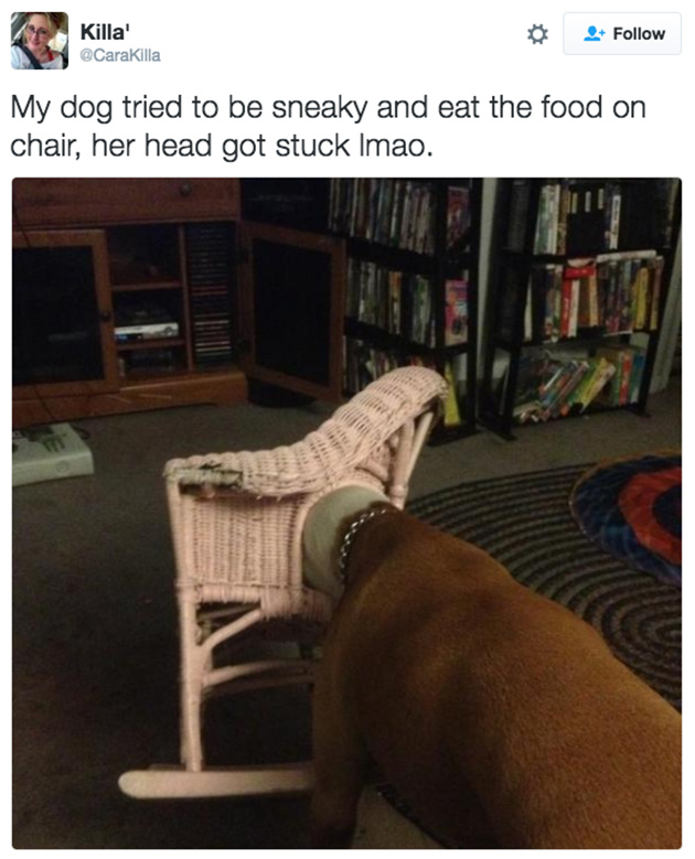doggos-failed