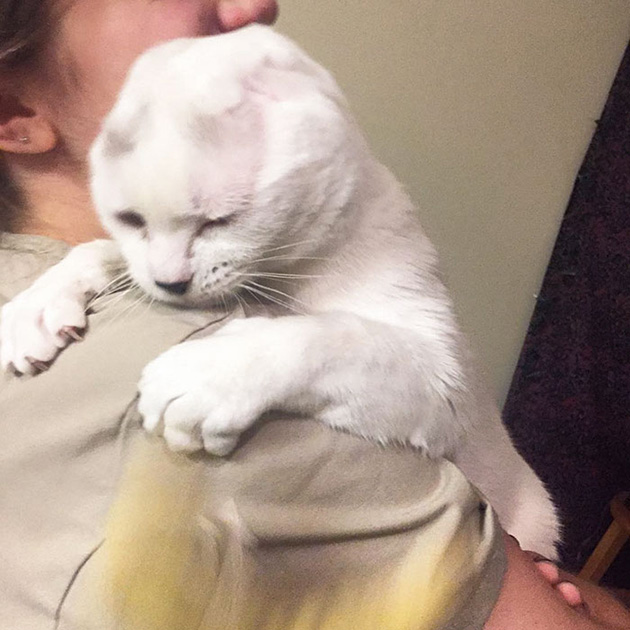 earless cat otitis emotional support