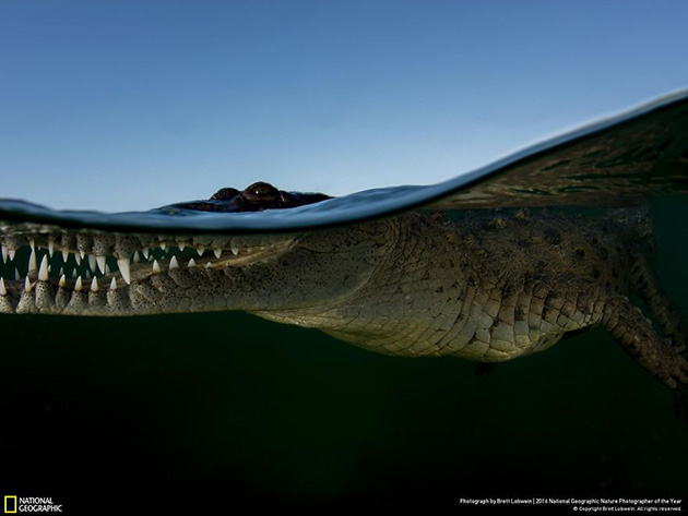 finalists-2016-national-geographic-nature-photographer-12