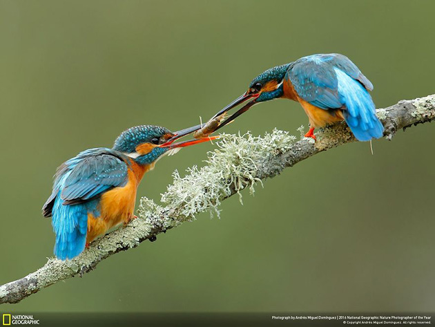 finalists-2016-national-geographic-nature-photographer-17