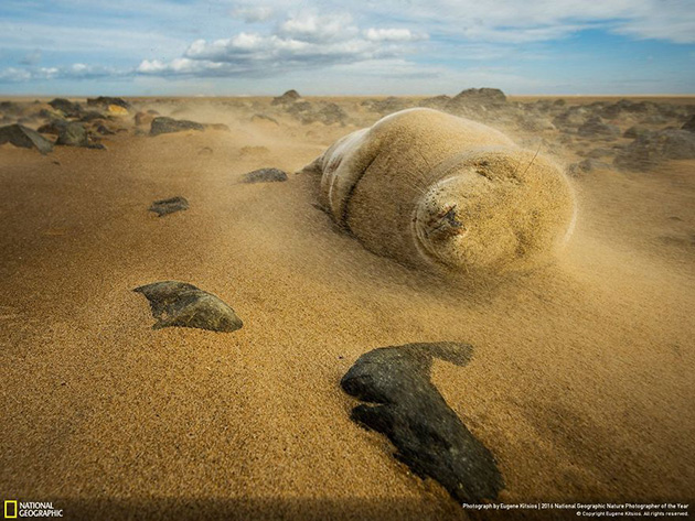 finalists-2016-national-geographic-nature-photographer-18