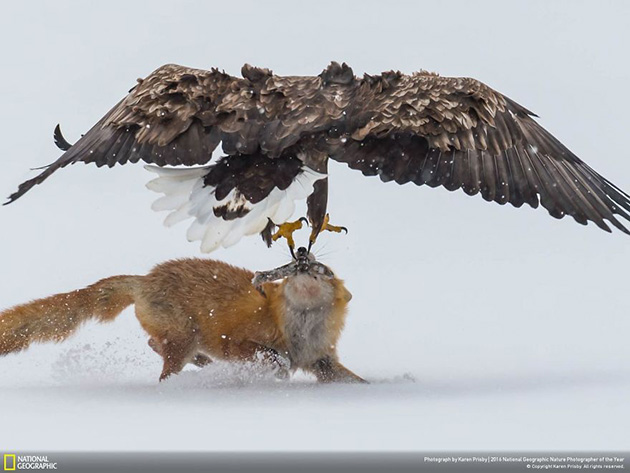 finalists-2016-national-geographic-nature-photographer-23
