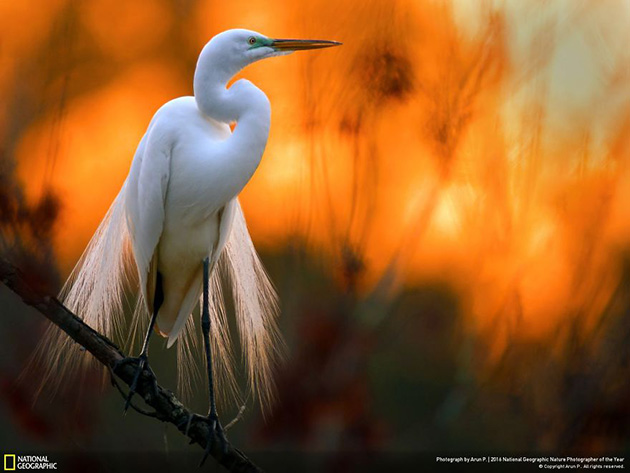 finalists-2016-national-geographic-nature-photographer-24
