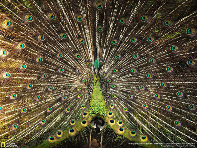 finalists-2016-national-geographic-nature-photographer-26