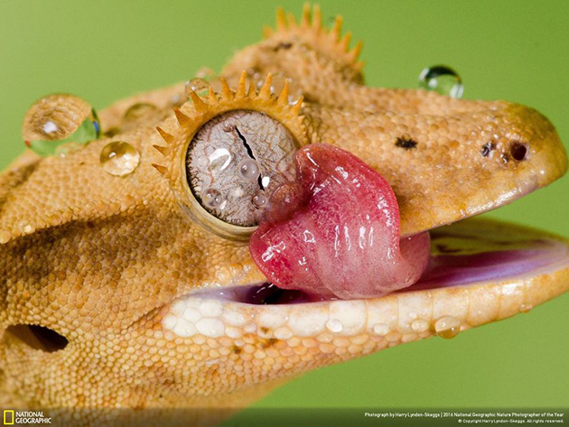 finalists-2016-national-geographic-nature-photographer-27