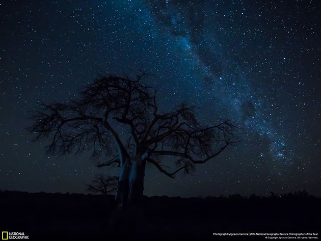 finalists-2016-national-geographic-nature-photographer-29