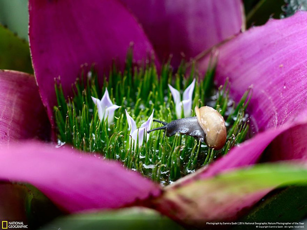 finalists-2016-national-geographic-nature-photographer-3