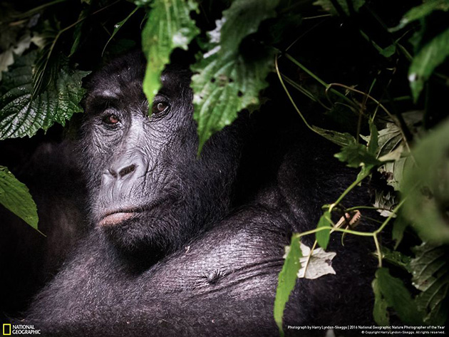 finalists-2016-national-geographic-nature-photographer-30