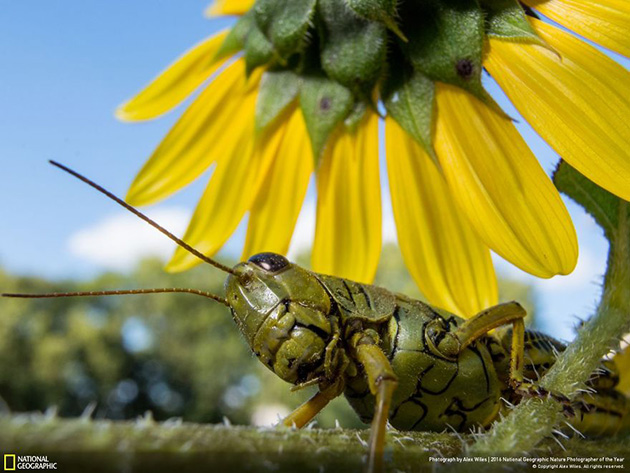 finalists-2016-national-geographic-nature-photographer-32