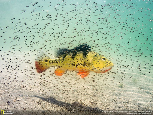 finalists-2016-national-geographic-nature-photographer-33