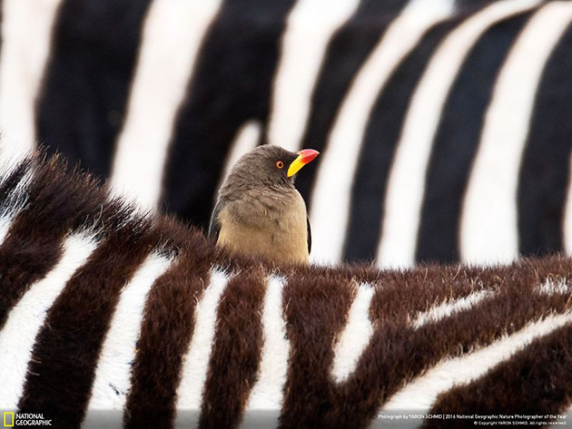 finalists-2016-national-geographic-nature-photographer-37