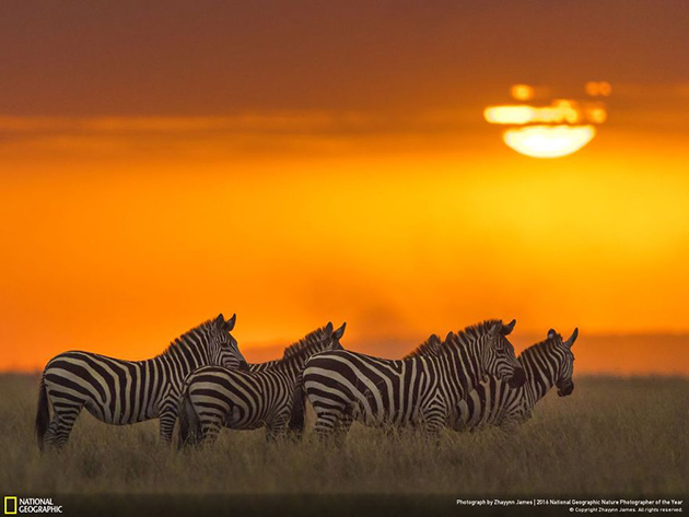 finalists-2016-national-geographic-nature-photographer-38