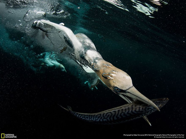 finalists-2016-national-geographic-nature-photographer-40