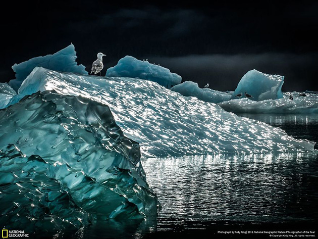 finalists-2016-national-geographic-nature-photographer-6